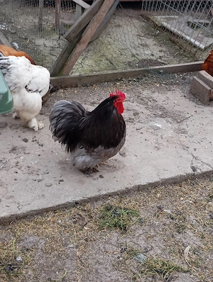 gaini de rasa - imagine 5