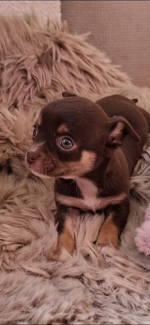 chihuahua mini - imagine 4