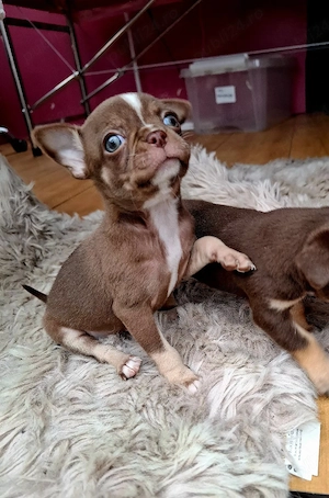 chihuahua mini - imagine 3