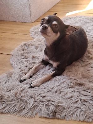 chihuahua mini - imagine 2