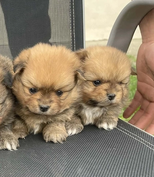 pomeranieni prenotare