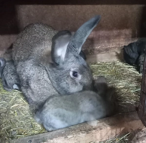 Iepurasii de vanzare