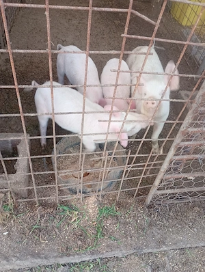 purcei de vazare  - imagine 4