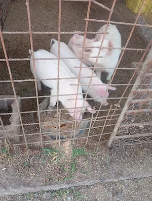 purcei de vazare  - imagine 3