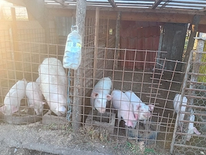 purcei de vazare  - imagine 2