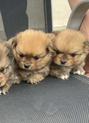 pomeranieni prenotare - imagine 3