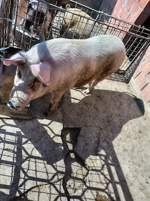 Vând scroafa - imagine 2