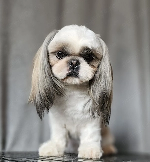 Băiat Shih Tzu