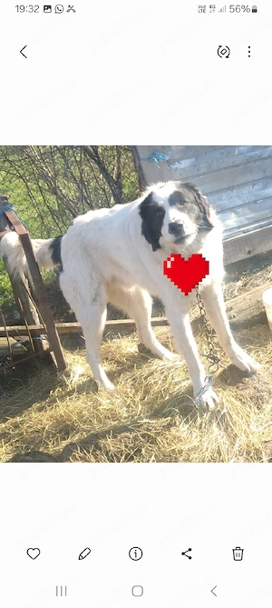 Ciobanesc romanesc! - imagine 2