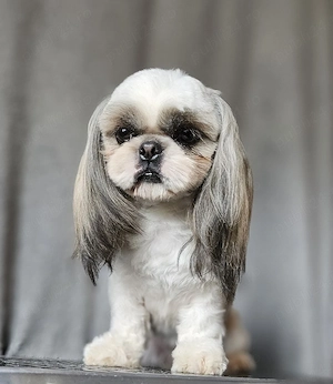 Băiat Shih Tzu - imagine 2