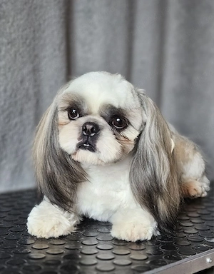 Băiat Shih Tzu - imagine 3