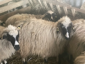 Oii tinere de vânzare  - imagine 2