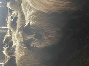 Oii tinere de vânzare  - imagine 3