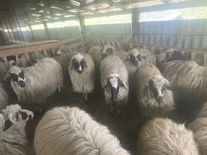 Oii tinere de vânzare 