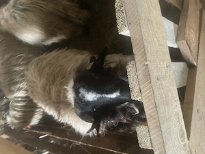 Oii tinere de vânzare  - imagine 4