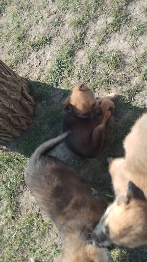 Vând pui foarte inteligenti din mama malinois belgian și tata Ciobanesc german 