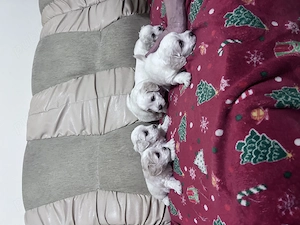 Puiuți bichon de vânzare