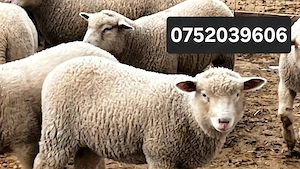 Miei de Paște crescuți natural, 100% BIO!