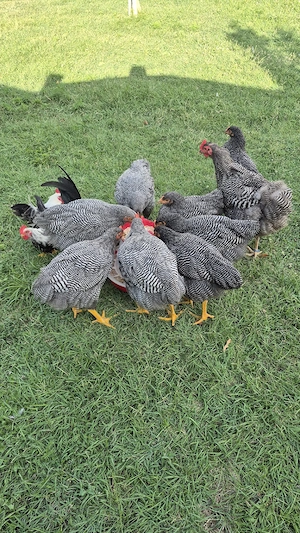 Vând pentru incubat 26 ouă găină rasa Plymouth  - imagine 2