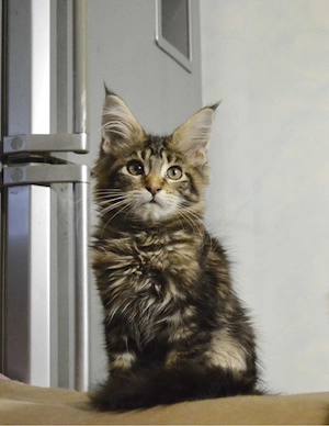 Maine coon baietei si fetite - imagine 2