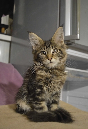 Maine coon baietei si fetite - imagine 3