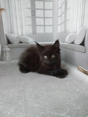 Maine coon pisoiași - imagine 2