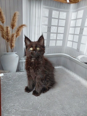 Maine coon pisoiași - imagine 3