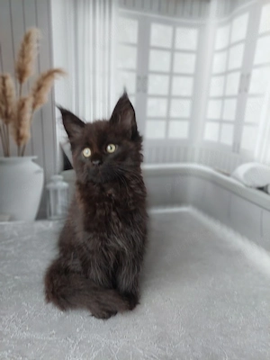 Maine coon pisoiași