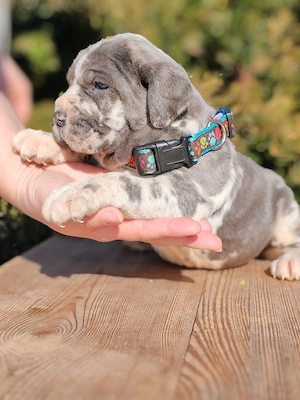 Mastin napolitano Disponibile 