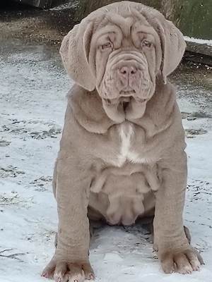 Mastin napolitano Disponibile  - imagine 5