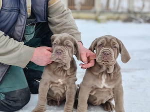 Mastin napolitano Disponibile  - imagine 2