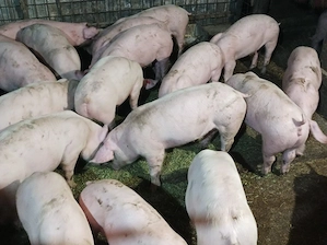 Soldanei de carne 40-45 kg - imagine 4