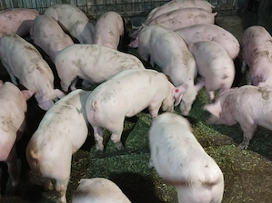 Soldanei de carne 40-45 kg - imagine 2