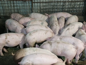 Soldanei de carne 40-45 kg - imagine 5