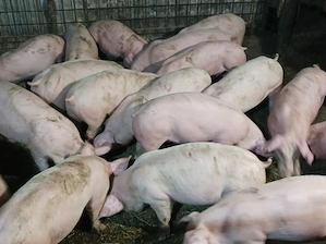 Soldanei de carne 40-45 kg - imagine 3