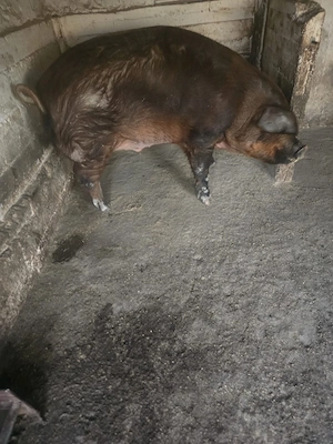 Vând porc duroc - imagine 2