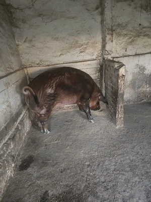 Vând porc duroc - imagine 3