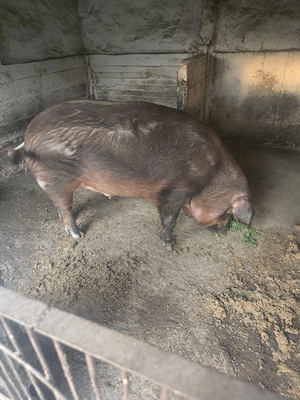 Vând porc duroc - imagine 4