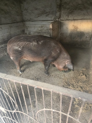 Vând porc duroc