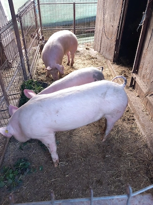 Vând 3soldani cu greutate  cuprinsa intre 50-70kg - imagine 5