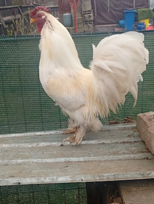 de vânzare  - imagine 2