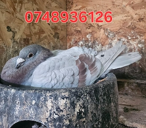 Porumbei voiajori inelați - imagine 2