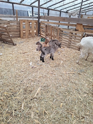 Vand iezi de Paste  - imagine 5