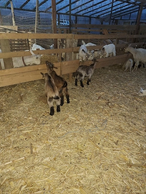 Vand iezi de Paste  - imagine 3