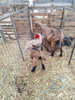 Vand Iezi alpini francezi 