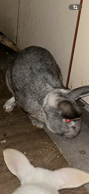 Iepuri De vânzare  - imagine 2