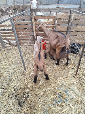 Vand Iezi alpini francezi  - imagine 2