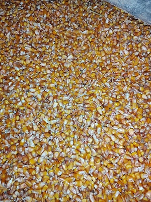 Vând porumb boabe 