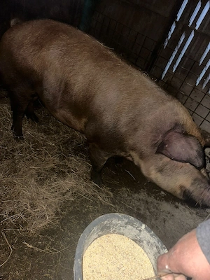 Vand porc de carne  - imagine 3