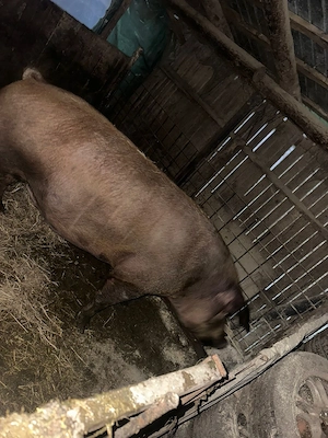 Vand porc de carne  - imagine 2